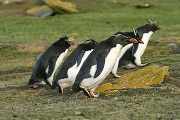 Image showing Rockhopper penguins (Eudyptes chrysocome)