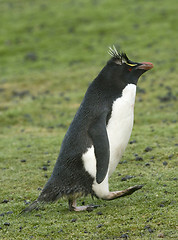 Image showing Rockhopper penguin (Eudyptes chrysocome)