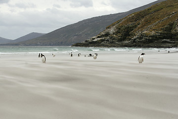 Image showing Gentoo penguins (Pygoscelis papua)