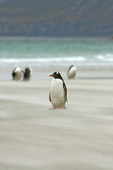 Image showing Gentoo penguins (Pygoscelis papua)