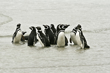 Image showing Magellanic penguins (Spheniscus magellanicus)