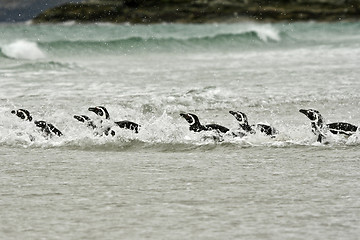 Image showing Magellanic penguins (Spheniscus magellanicus)