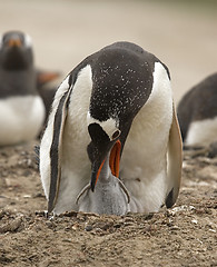 Image showing Gentoo penguins (Pygoscelis papua)