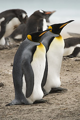 Image showing King penguins (Aptenodytes patagonicus)