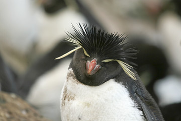 Image showing Rockhopper penguin (Eudyptes chrysocome)