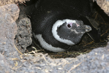 Image showing Magellanic penguin (Spheniscus magellanicus)