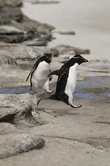 Image showing Rockhopper penguin (Eudyptes chrysocome)