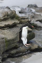 Image showing Rockhopper penguin (Eudyptes chrysocome)