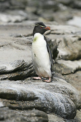 Image showing Rockhopper penguin (Eudyptes chrysocome)