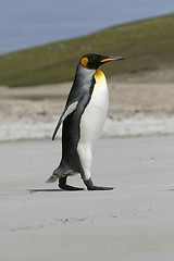 Image showing King penguin (Aptenodytes patagonicus)