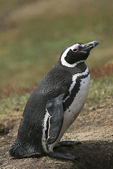 Image showing Magellanic penguin (Spheniscus magellanicus)