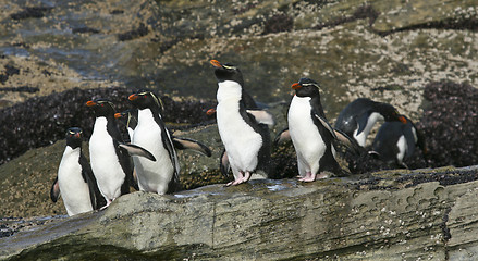 Image showing Rockhopper penguins (Eudyptes chrysocome)