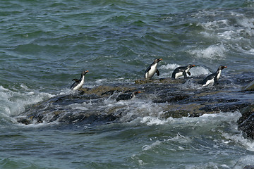 Image showing Rockhopper penguins (Eudyptes chrysocome)