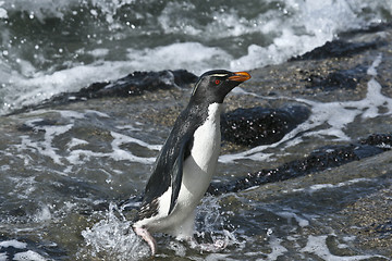 Image showing Rockhopper penguin (Eudyptes chrysocome)