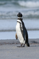 Image showing Magellanic penguin (Spheniscus magellanicus)