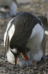 Image showing Gentoo penguins (Pygoscelis papua)