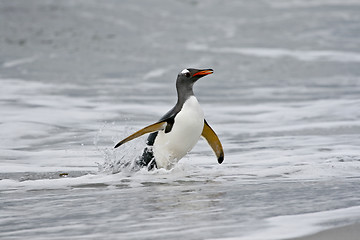 Image showing Gentoo penguin (Pygoscelis papua)