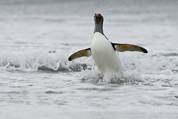 Image showing Gentoo penguin (Pygoscelis papua)