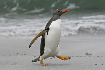 Image showing Gentoo penguin (Pygoscelis papua)