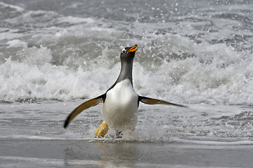 Image showing Gentoo penguin (Pygoscelis papua)