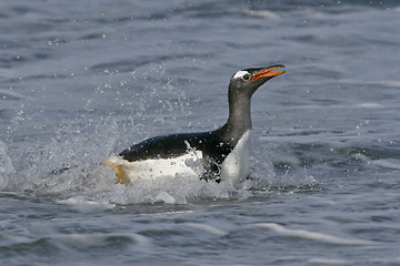 Image showing Gentoo penguin (Pygoscelis papua)