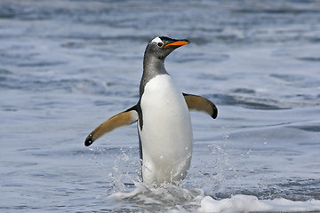 Image showing Gentoo penguin (Pygoscelis papua)