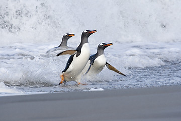 Image showing Gentoo penguins (Pygoscelis papua)