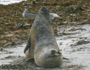 Image showing Southern elephant seals (Mirounga leonina)