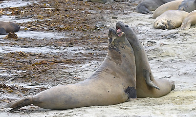 Image showing Southern elephant seals (Mirounga leonina)