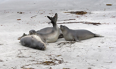 Image showing Southern elephant seals (Mirounga leonina)