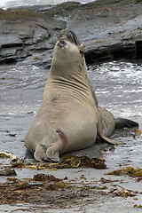 Image showing Southern elephant seals (Mirounga leonina)