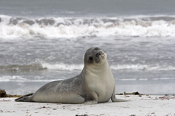 Image showing Southern elephant seal (Mirounga leonina)