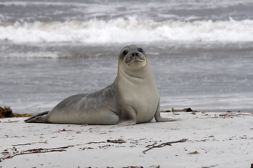 Image showing Southern elephant seal (Mirounga leonina)