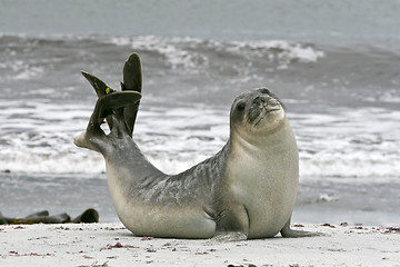 Image showing Southern elephant seal (Mirounga leonina)