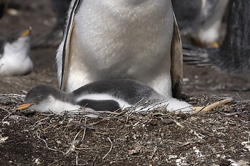 Image showing Gentoo penguin (Pygoscelis papua)