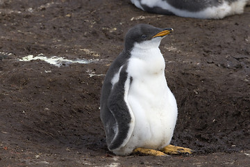 Image showing Gentoo penguin (Pygoscelis papua)