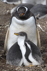 Image showing Gentoo penguins (Pygoscelis papua)