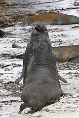 Image showing Southern elephant seals (Mirounga leonina)