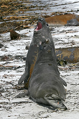 Image showing Southern elephant seals (Mirounga leonina)