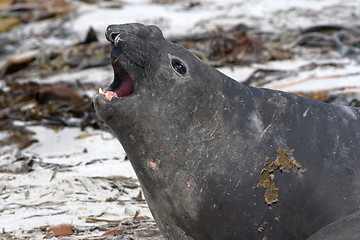 Image showing Southern elephant seal (Mirounga leonina)