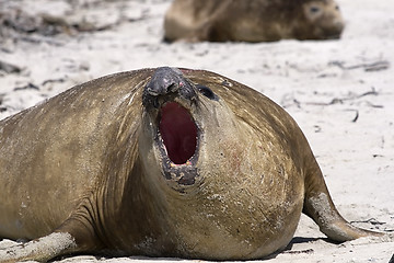 Image showing Southern elephant seal (Mirounga leonina)