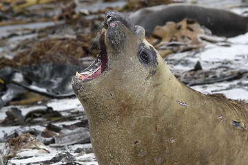 Image showing Southern elephant seal (Mirounga leonina)