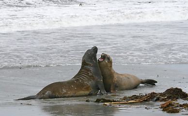 Image showing Southern elephant seals (Mirounga leonina)