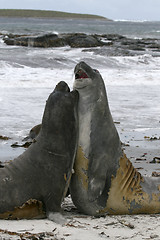 Image showing Southern elephant seals (Mirounga leonina)