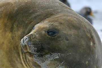 Image showing Southern elephant seal (Mirounga leonina)