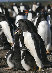 Image showing Gentoo penguins (Pygoscelis papua)