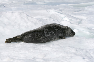 Image showing Grey seal