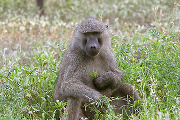 Image showing Olive baboons (Papio anubis)