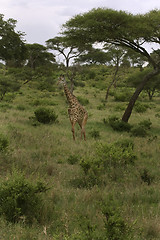 Image showing Giraffe (Giraffa camelopardalis)