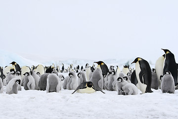 Image showing Emperor penguins (Aptenodytes forsteri)